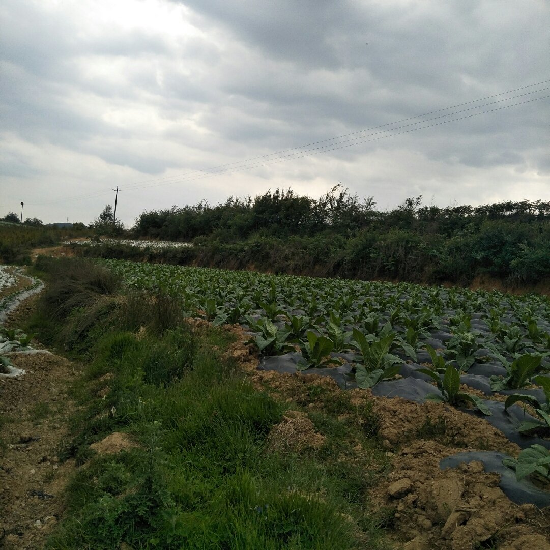 贺街镇天气预报更新通知